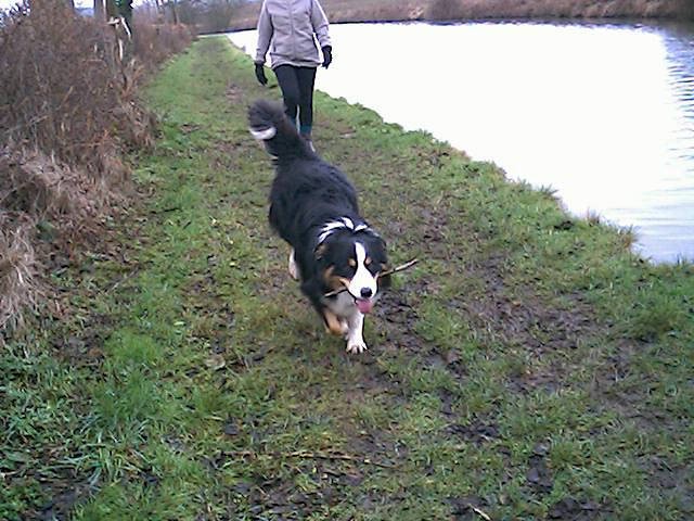 Image: photograph taken with my digital camera of our dog carrying a stick while walking along a canal towpath